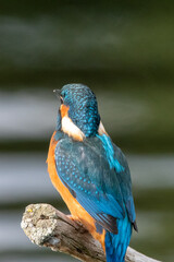Adult male kingfisher sitting on a perch at Lakenheath Fen nature reserve in Suffolk, UK