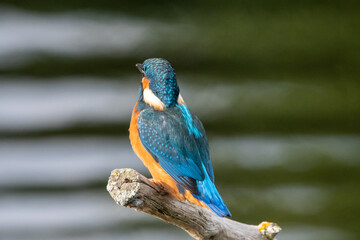 Adult male kingfisher sitting on a perch at Lakenheath Fen nature reserve in Suffolk, UK