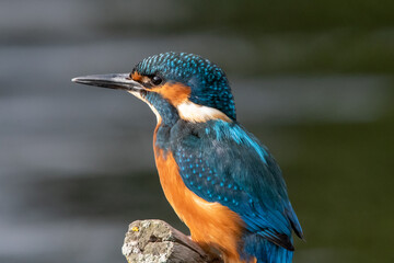 Adult male kingfisher sitting on a perch at Lakenheath Fen nature reserve in Suffolk, UK