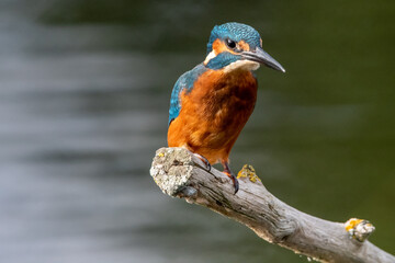 Adult male kingfisher sitting on a perch at Lakenheath Fen nature reserve in Suffolk, UK