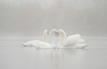 Obraz premium Pair of swans in love on the foggy lake