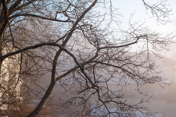 Baumkrone Nebel Durchblick Dunst Häuser