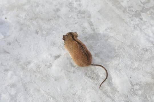 the mouse died in the snow