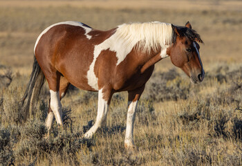 Wild Horse in Autumn in the Wyomign Desert