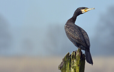 he great cormorant is a large black bird, but there is a wide variation in size in the species.