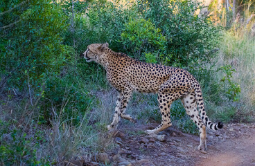 Cheetah (Acinonyx jubatus) is an interesting member of the feline family and is known for its fast running. Today, most of the species lives in South and East Africa. They are lives in Africa's Parks
