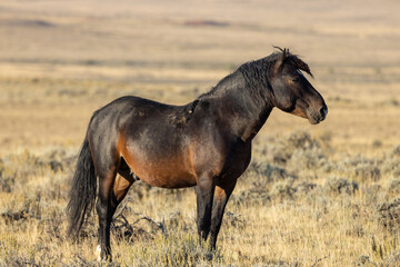 Wild Horse in Autumn in the Wyomign Desert