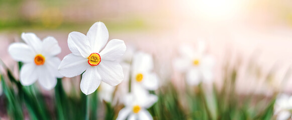 White daffodils in the garden on a sunny day, panorama