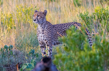In the wild African Savannha, the Cheetah approaches the prey on foot.