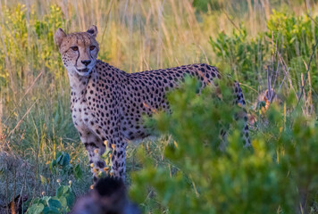 In the wild African Savannha, the Cheetah approaches the prey on foot.