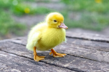 Little yellow fluffy duckling on a wooden surface in the garden