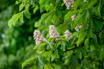 Chestnut with white flowers in sunny weather. Chestnut blossoms