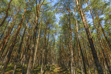Fototapeta premium Dancing forest is sight of Curonian Spit national park in Kaliningrad region, Russia. Old pine trees trunks growing up into blue sky, bottom view. Forest landscape, beauty in nature