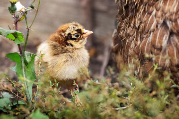 A baby chick near its mother hen outdoors