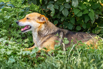 A dog with its mouth open lies in the garden under a bush on a hot summer day