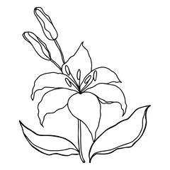 Lilly hand drawn flower, isolate on white background