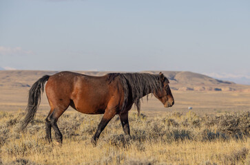 Wild Horse in Autumn in the Wyomign Desert