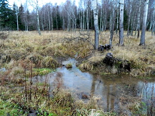 Pond in the forest in the middle of autumn. Unique image for decoration