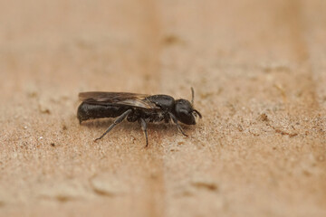 Closeup on a small dark, harebell carpenter-bee , Chelostoma campanulorum