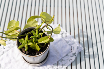 Top View of Potted Plant and Doily