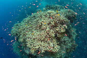 Vibrant anthias swim around reef-building corals in the Solomon Islands. This beautiful country is home to spectacular marine biodiversity and many historic WWII sites.