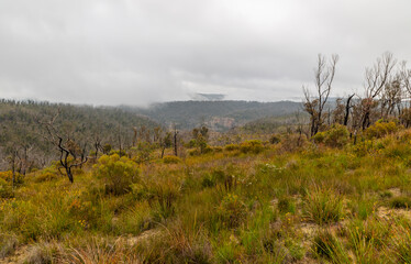 Photograph of bushfire affected trees in the Blue Mountains in Australia