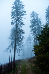 Foggy forest in November with a mysterious vibe near Frankfurt in Hessen, Germany