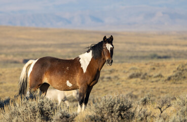 Obraz premium Wild Horse in Autumn in the Wyomign Desert