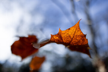 Leaf on tree in autumn