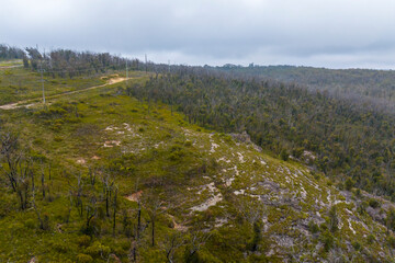 Aerial photograph of bushfire affected trees in the Blue Mountains