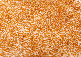 Plantago Ovata Seeds in Water, Psyllium Husk, Isabgol Dietary Fiber, Ispaghula, Psyllium Husk