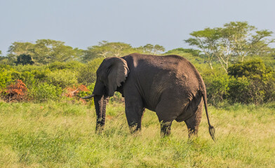 There are many elephants in the Sungulwane Private Game Reserve near the Durban in South Africa.