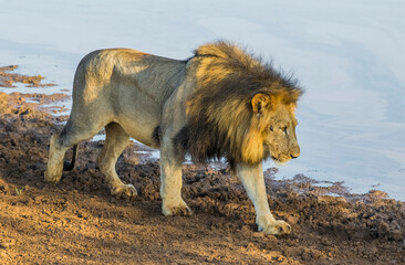 The lions (Panthera leo) are one of the most important parts of African wildlife. They live in national parks in Africa.