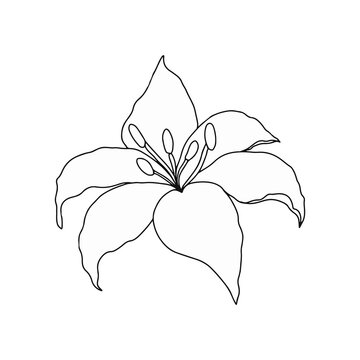 Lilly flower, hand drawn element for design