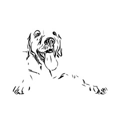 black and white drawing sketch of a dog with a transparent background for learning to color