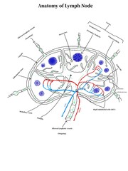 Anatomy of Lymph Node 