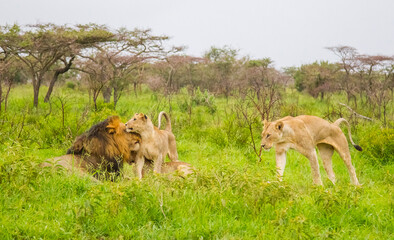 The lions (Panthera leo) are one of the most important parts of African wildlife. They live in national parks in Africa.