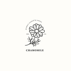 Line art chamomile flower illustration