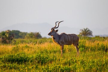 Kudus is two species of antelope of the genus Tragelaphus: Small kudu, Tragelaphus imberbis from...