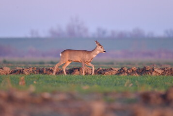Deer walking in the field of Banat(Serbia)