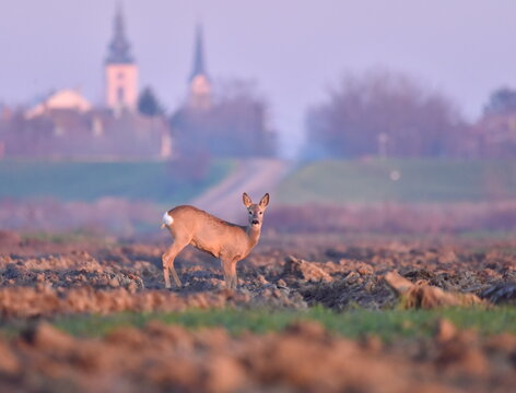Deer in the field of Novi Becej at sunset.