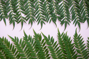 Green tropical leaves on a white background.