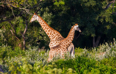A group of African giraffes feed on the leaves of thorny acacia trees in iSimangaliso Wetland Park.