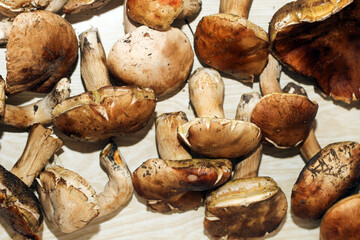 Boletus edulis on a table made of brown boards preparation for eating.