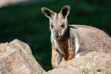 Naklejka premium Yellow footed rock wallaby sitting on a rock