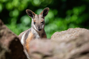 Yellow footed rock wallaby sitting on a rock