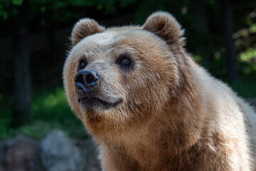 Obraz premium Kamchatka bear in the grass (Ursus arctos beringianus)
