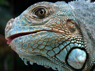 Green iguana (Iguana iguana)