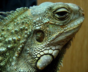 Green iguana (Iguana iguana)