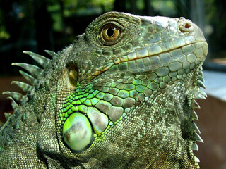 Green iguana (Iguana iguana)